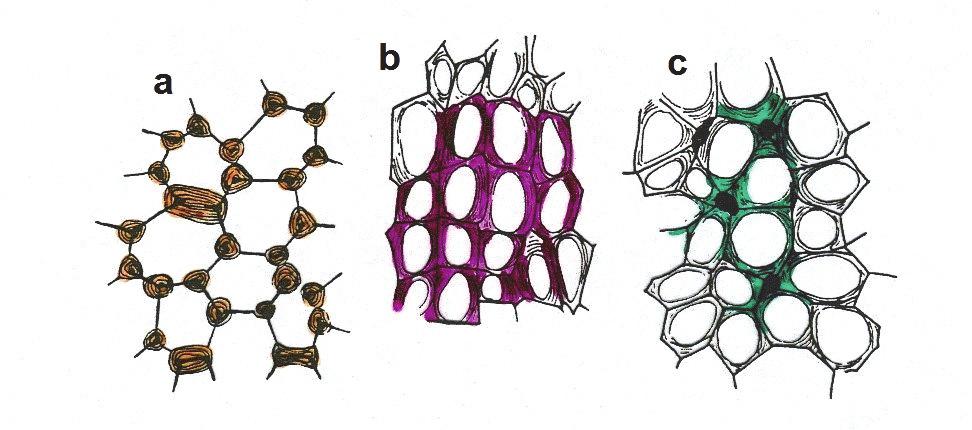 Anatomía y morfología de las plantas superiores Colénquima Las células del colénquima (Figuras 1.4 y 1.