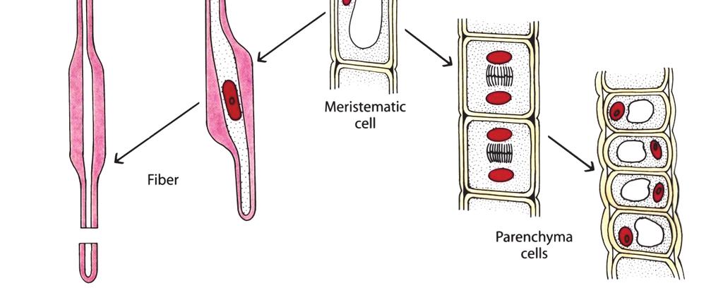 Ambos tipos son células alargadas con paredes secundarias gruesas y lignificadas, que en la madurez carecen de protoplasma vivo, y que pueden tener punteduras en sus paredes.