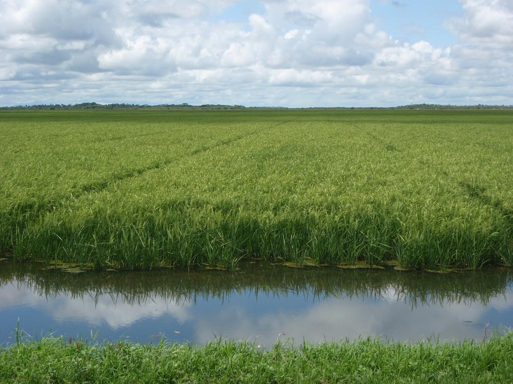 Cultivos de arroz Desde 1994 las superficies cultivadas han disminuido ca.