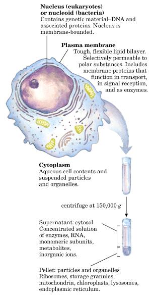 Organización biológica Desde 1938 se reconoció que todos los organismos estaban formados de células Las células forman