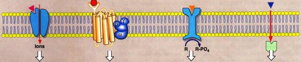 Receptores Farmacológicos Apertura de canales iónicos (Nicotínico de Ach-BZD) Acoplados a proteína G (alfa y beta adrenérgicos) Ligados a enzimas (insulina) intracelulares (esteroides)