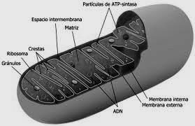 - Como se chaman as proxeccións da membrana interna cara o interior do orgánulo representado?... 16.- Cal das membranas ten unha composición máis semellante á das bacterias?.. 17.