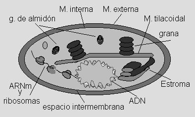 13.- Complete as seguintes frases: 13.- Os orgánulos de dobre membrana característicos das células vexetais reciben o nome xenérico de 13.2.