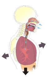 La respiración y el aparat respiratri La respiración se realiza en ds partes: La ventilación pulmnar, que se realiza en ds partes: la inspiración y la espiración Al inspirar ls pulmnes se ensanchan