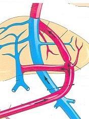 Bmbea la sangre y la envía a ls vass sanguínes a td el cuerp. Venas Arterias Vass sanguínes.