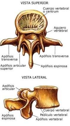 Los ligamentos vertebrales comunes Desde el bacioccipital hasta el sacro, se extiende el anterior que es el más grueso, se presenta adherido a los cuerpos vertebrales, pero no al disco, mientras que