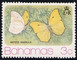 1975 Febrero 4 : Mariposas (4