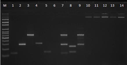 Figura 3.13. Fotografía de la corrida electroforética de la concentración de primers ipah vt1, esta; Primer ensayo de PCR multiplex; integridad de ADN.