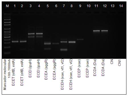 3.4.3. PCR multiplex A y B Figura 3.18. Fotografía de corrida electroforética en gel de agarosa que muestra los productos del ensayo de PCR multiplex A y B.