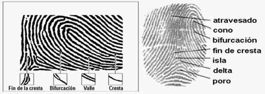 6.2. Huella Biométrica Identificación plena del usuario mediante el análisis biométrico de su huella dactilar contra el reistro decadactilar de la BD de la Reistraduría Nacional del Estado Civil.