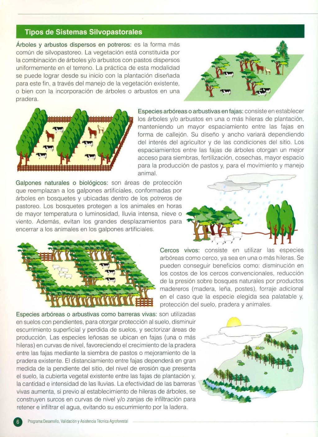 Tipos de Sistemas Silvopastorales Árboles y arbustos dispersos en potreros: es la forma más común de silvopastoreo.