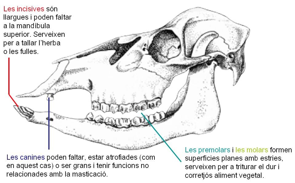 10) Compara les dents d'un mamífer carnívor i la d'un herbívor.