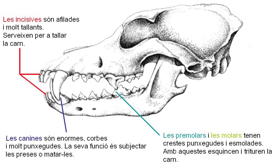 Dentadura de mamífer carnívor Dentadura de mamífer herbívor Els mamífers tenen diferents