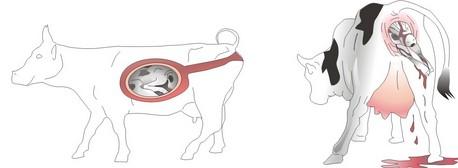 12) Els mamífers relalitzen la fecundació interna o externa? La fecundació és interna perquè el mascle i la femella copulen.