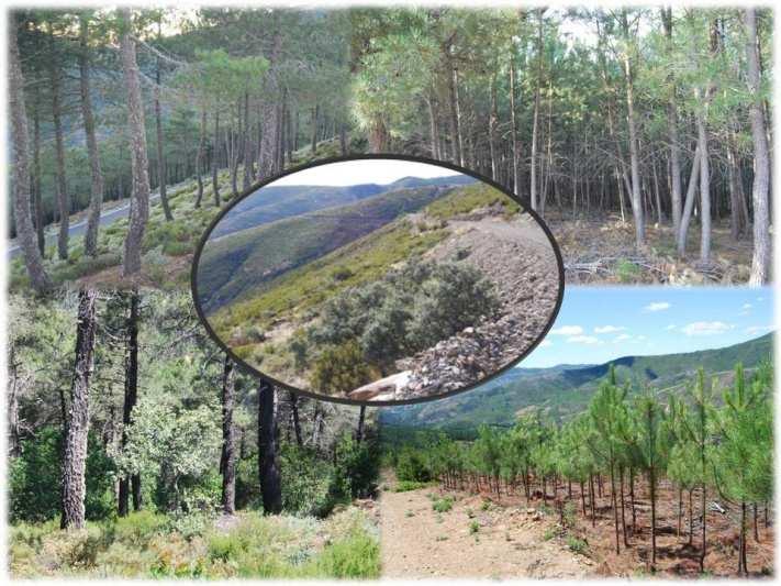 El aprovechamiento de la biomasa forestal con fines energéticos Una fuente alternativa