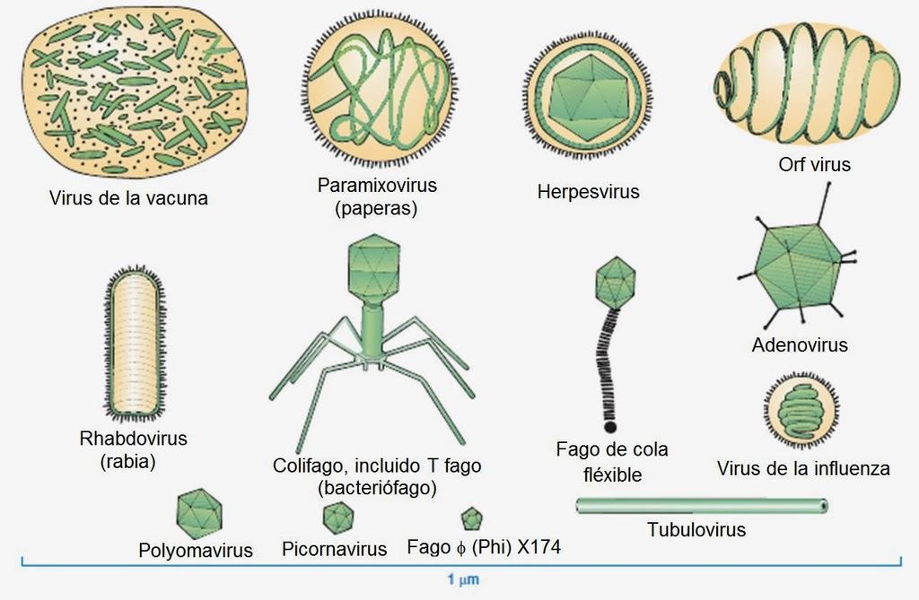 Virus Un virus o Virión es una partícula diminuta compuesta de un ácido nucleico (ADN o ARN) envuelto por una cubierta proteica llamada Cápside.