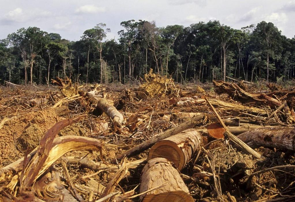 Reducir la deforestación y degradación de bosques es importante, urgente y posible Tendencias importantes desde los consumidores e inversionistas
