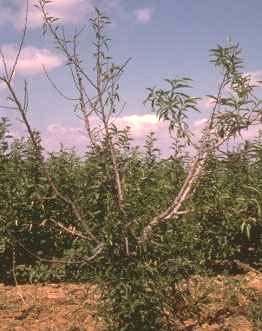 Daño o de la Cochinilla blanca del tronco Ataca las partes leñosas de la planta Puede producir defoliación