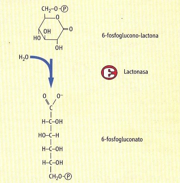HIDRÓLISIS Fuente: Bioquímica