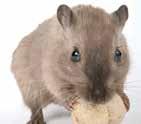 22 Control de roedores CONTROL DE roedores Los principales roedores La principal causa de la elevada difusión de estos peligrosos mamíferos se encuentra en su extraordinaria capacidad de adaptación y