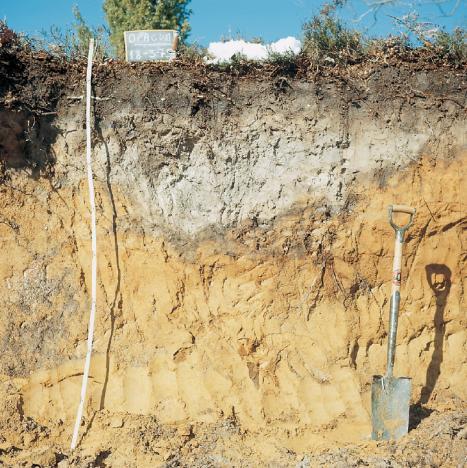 2.- Principales tipos de suelos en España Criterio genético de clasificación del suelo Suelos zonales, evolucionados, creados por la influencia del clima Suelos azonales, inmaduros, jóvenes y
