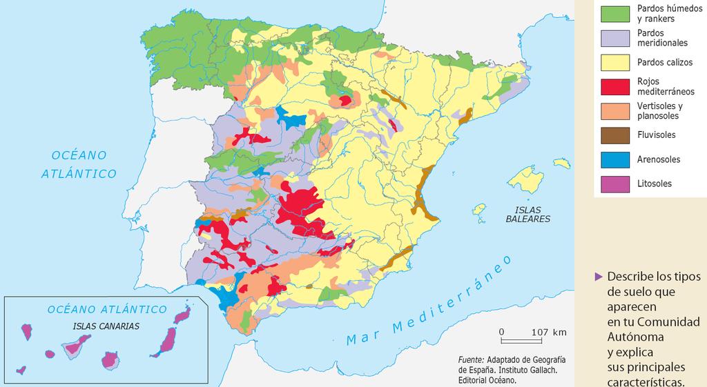 2.- Principales tipos de suelos en España Los suelos intrazonales Suelos bien definidos, influencia roca madre o mal drenaje de la zona Suelos pardos Rendzinas Salinos o halomorfos Suelos aluviales