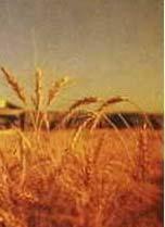 TRIGO El grano de trigo características y estructura En primera instancia trataremos de conocer algunos detalles que nos ayudarán a conocer el grano y sus partes constitutivas.