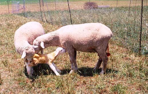 Foto 1. Intento de robo del cordero recién nacido por una oveja a punto de parir.. Alternativas para disminuir las alteraciones en la conducta maternal.