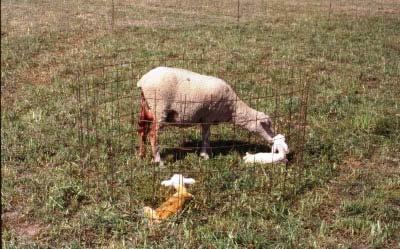 5) Cuando los corderos presentan bajo peso al nacer. 6) En condiciones ambientales extremas (calor o frio excesivo, viento fuerte, lluvia, etc.
