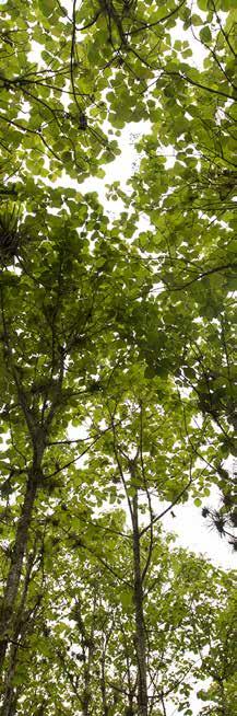 Por establecer la plantación forestal con una densidad fuera del rango de densidades aprobadas en la Resolución de Costos.