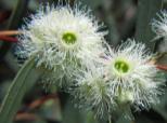 Eucalyptus camaldulensis Myrtaceae Eucalipto Da vida al planeta: RECICLA!