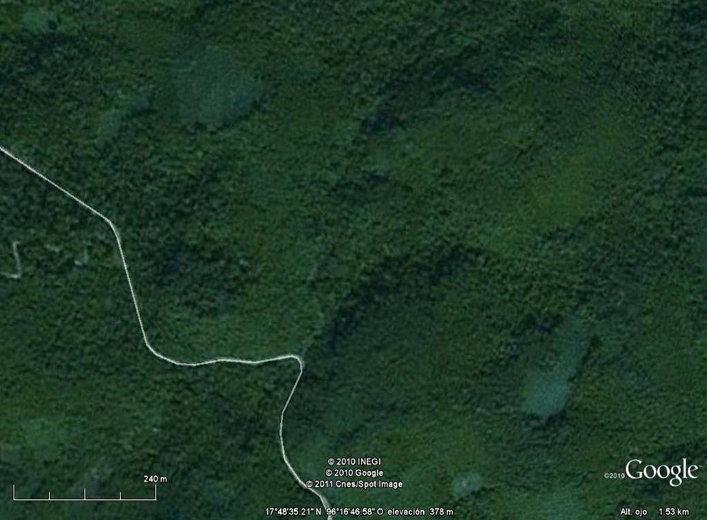 Bosque Tropical Perennifolio (BTP) Acahual