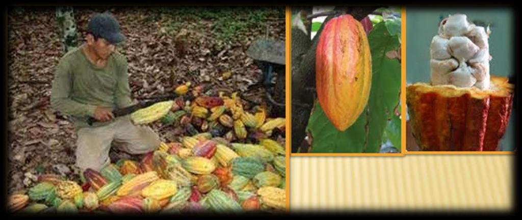 OBTENCION DEL CACAO PARA EL CHOCOLATE Para obtener cacao para chocolate hay tres cosas