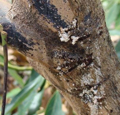 Si gran parte del xilema se infecta, el tallo puede colapsar y las hojas se vuelven