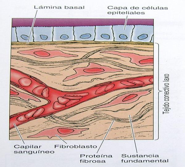 MATRIZ EXTRACELULAR (proteínas fibrosas, de adhesión y polisacáridos) Rellena los espacios ente células Une entre sí células y tejidos