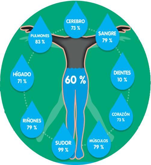 Distribución corporal En un hombre adulto con un peso de 70 kg tendrá 60 % de agua de su peso corporal (42 litros).