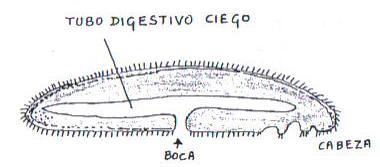 digestivas (tejidos glandulares de la pared del tubo u órganos diferenciados) que producen y vierten al interior del tubo las enzimas digestivas) y el desarrollo de la musculatura para permitir el