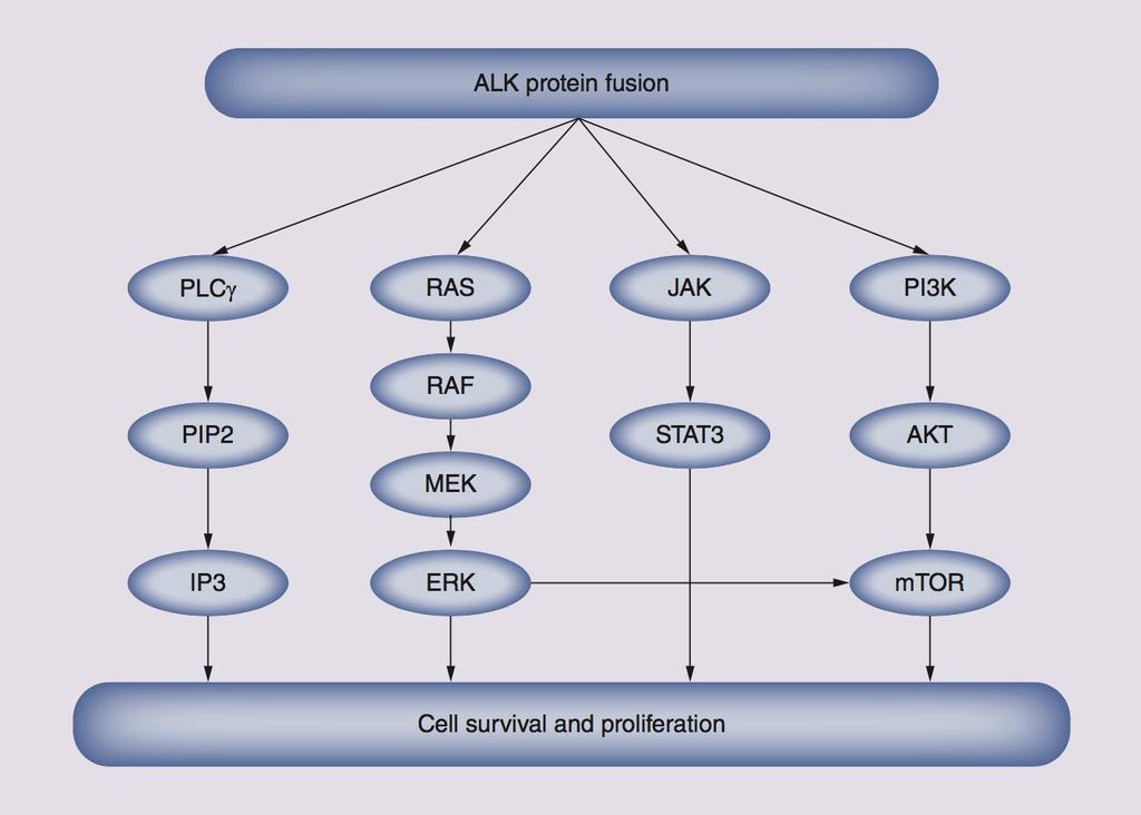 preclínicos, la inhibición de la actividad de la tirosina quinasa ALK produjo un bloqueo de las vías de señalización, incluidas STAT 3 y PI3K/AKT, y la inducción de la muerte de células tumorales