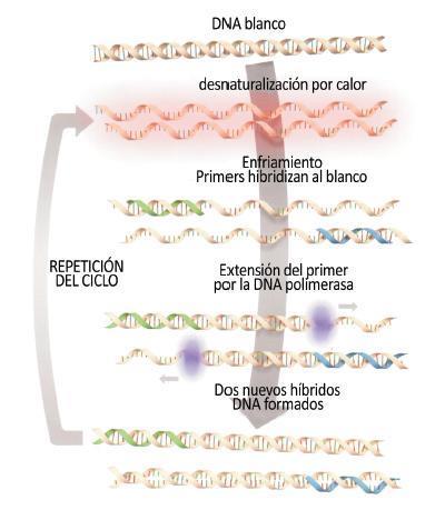 PCR (Polymerase Chain Reaction) Desarrollada en 1986 por Kary Mullis Obtener un gran número de copias de un fragmento de ADN particular,