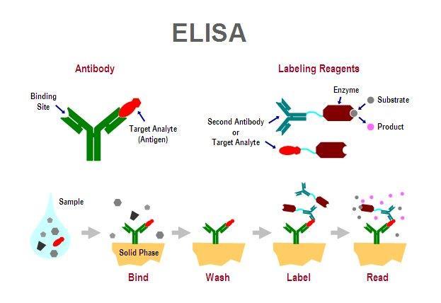 ELISA Fases Unión del antígeno (o del anticuerpo) al soporte.