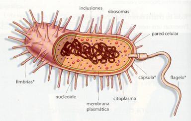 Estructura de la célula Existen muchos tipos de células, pero en todas las células se distinguen tres componentes: - Membrana plasmática: envuelve a la célula y a través de ella la célula intercambia