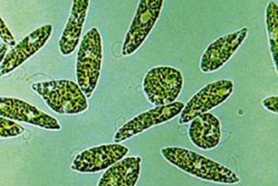 De unicelulares a pluricelulares En los organismos pluricelulares las células se encuentran asociadas, cuando las células están