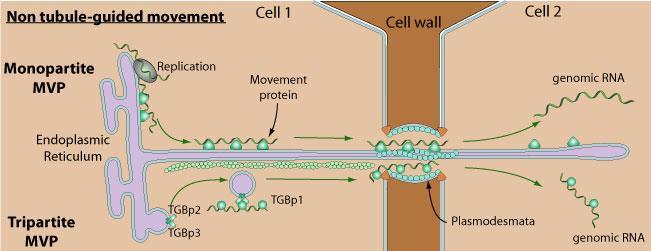Luego de entrar en el citoplasma de las células, la dispersión es en primera instancia hacia otras células vecinas vía los plasmodesmos Movimiento célula-célula de fitovirus.
