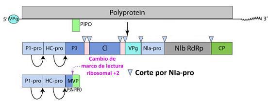 Virión (A) y organización genómica (B) Potyvirus: PVY Flexuoso, simetría helicoidal, 15 X 800 nm, 5% RNA y 95%