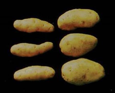 strains of Potato spindle tuber viroid exhibit mild to