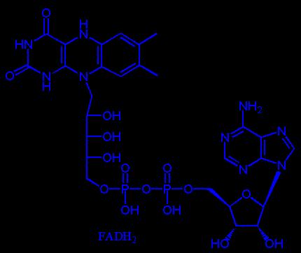 La enzima absorbe luz azul y se activa.