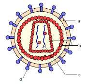 Estructura del VIH Dos moléculas de ARN y retrotranscriptasa (transcriptasa