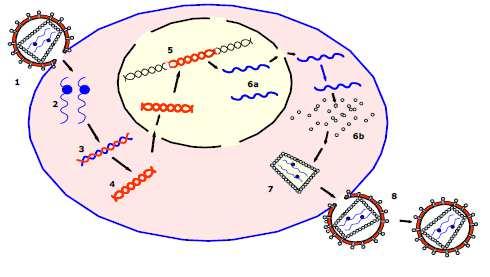 Ciclo del VIH 1. Unión n a la membrana de los linfocitos T cooperadores (T( 4 ) y fusión. 2. Liberación n del ARN y de la retrotranscriptasa. 3. Síntesis de una molécula hídrida ARN-ADN. ADN. 4. Transformación n de la molécula híbrida h en ADN.
