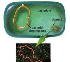 Plásmidos smidos: : ADN circular presente en algunas bacterias, que puede pasar de una bacteria a otra.