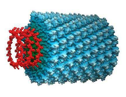 Tipos de cápside: Virus de simetría a helicoidal: capsómeros dispuestos helicoidalmente, sobre la hélice h de ácido nucleico, con forma de bastoncillo.